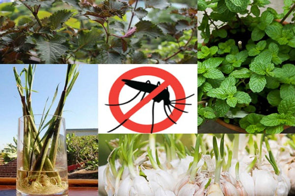 Các cách chống côn trùng vào nhà hiệu quả