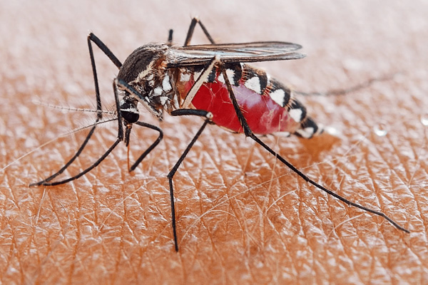 Những cách trị thâm muỗi đốt an toàn và hiệu quả