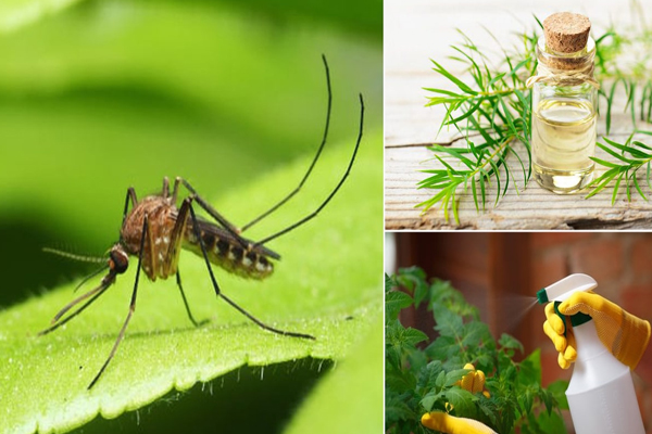 Sử dụng tinh dầu là cách đuổi muỗi đơn giản mà hiệu quả nhất